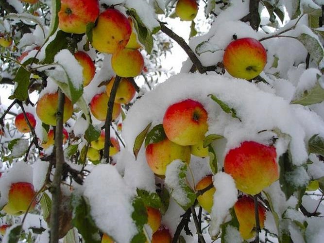 1snow summer